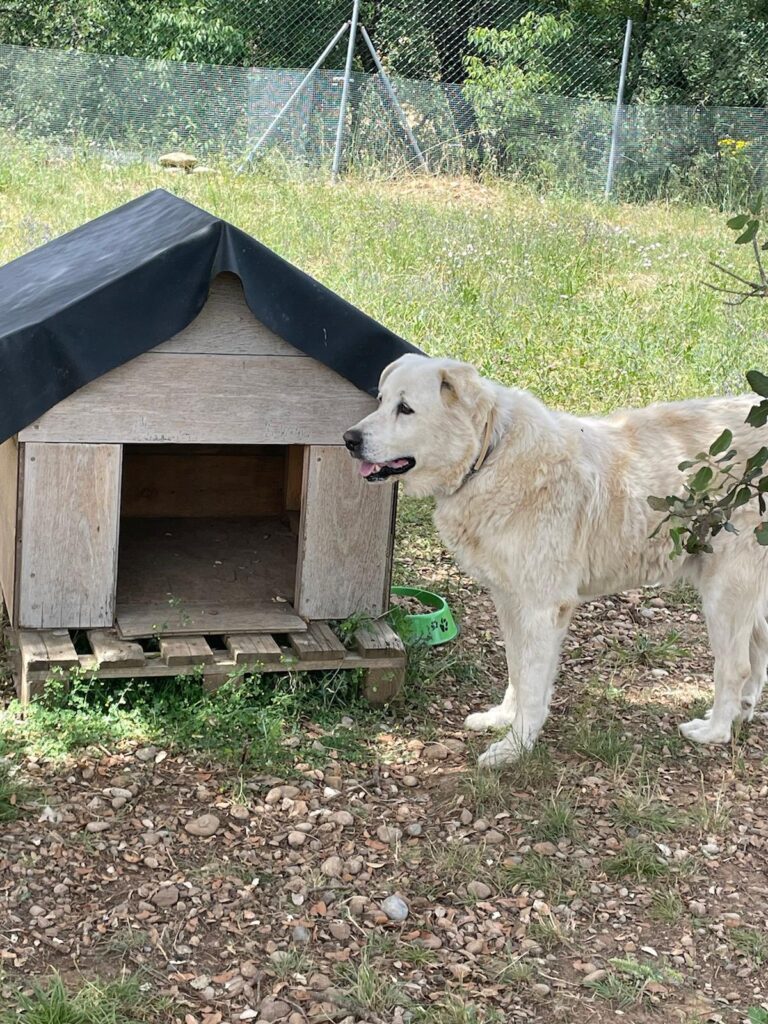 Perro blanco junto a una caseta de madera, en una zona con hierba y valla
