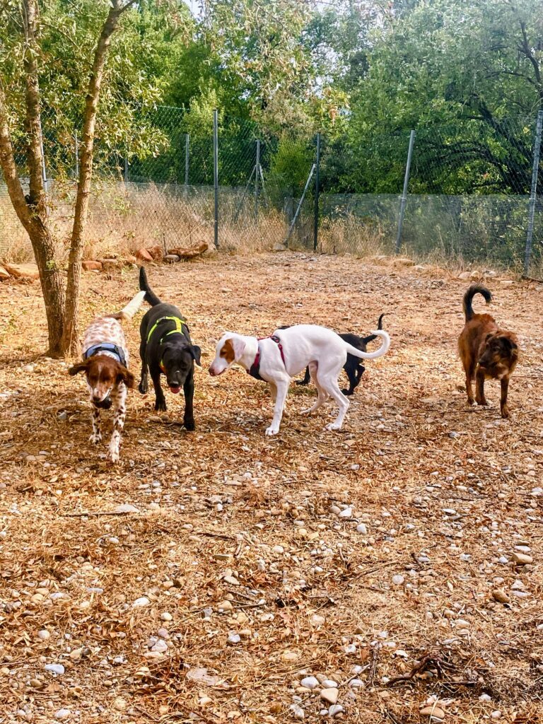 Cuatro perros jugando en una parcela vallada, bajo los árboles y junto a la valla de malla